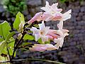 Pink Jasmine